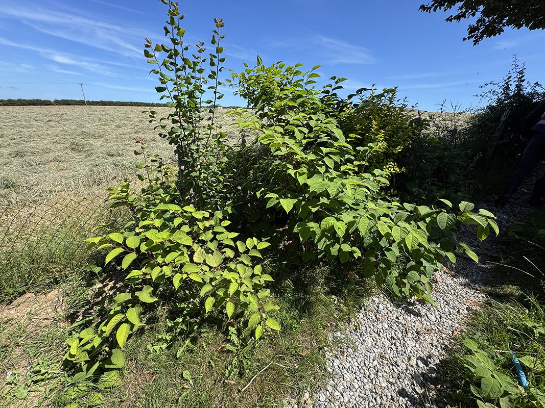 A dense stand of Japanese knotweed along a property boundary in summer